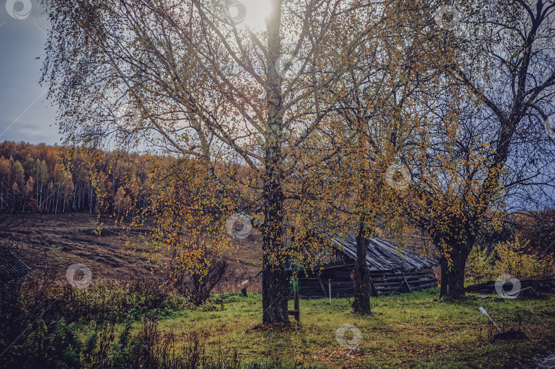 Скачать старый полуразрушенный сарай в деревне фотосток Ozero