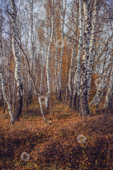 Скачать Яркий березовый лес поздней осенью в пасмурную погоду фотосток Ozero