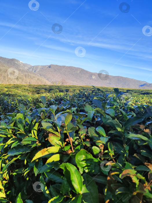 Скачать Горный пейзаж с чайными кустами и беседкой, голубое небо, природный фон, обои на рабочий стол фотосток Ozero