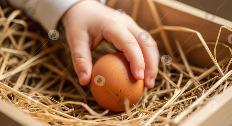 Скачать Детская ручка бережно держит свежее коричневое яйцо в гнездышке из соломы. Органическое земледелие, здоровое питание и концепция Пасхи фотосток Ozero