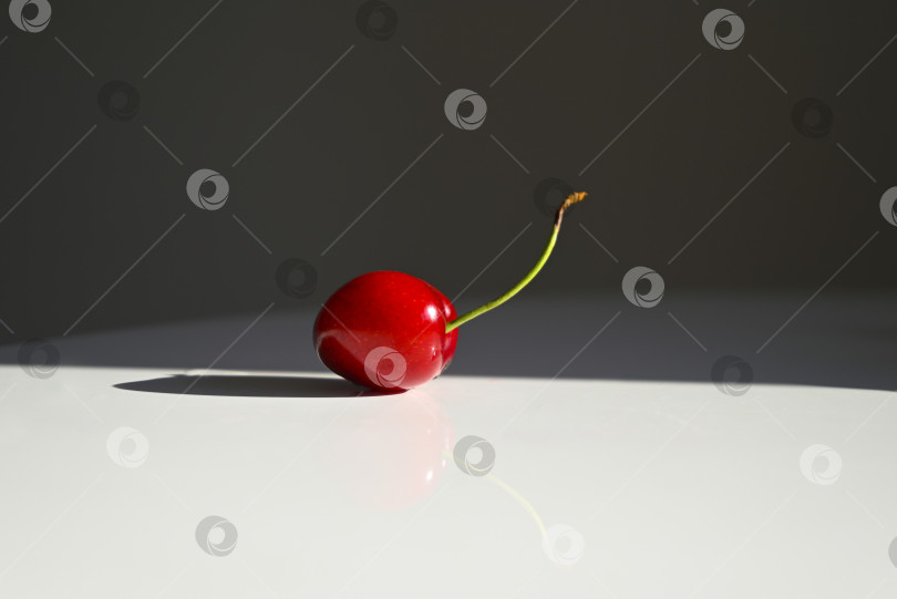 Скачать Одиночная спелая черешня с длинным черенком на белом фоне фотосток Ozero