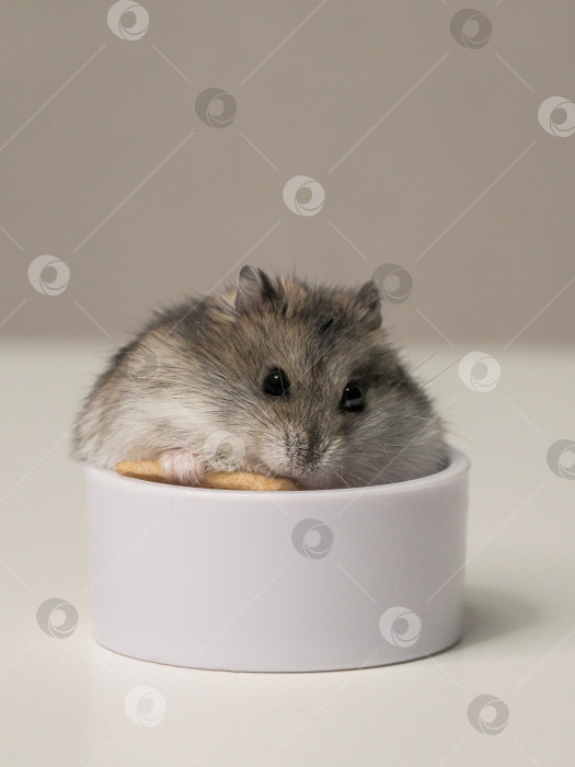 Скачать симпатичный маленький джунгарский хомячок-домашнее животное фотосток Ozero