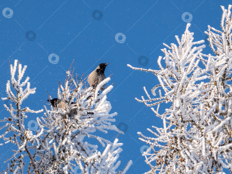 Скачать Две птицы сидят на ветке дерева, покрытой снегом фотосток Ozero