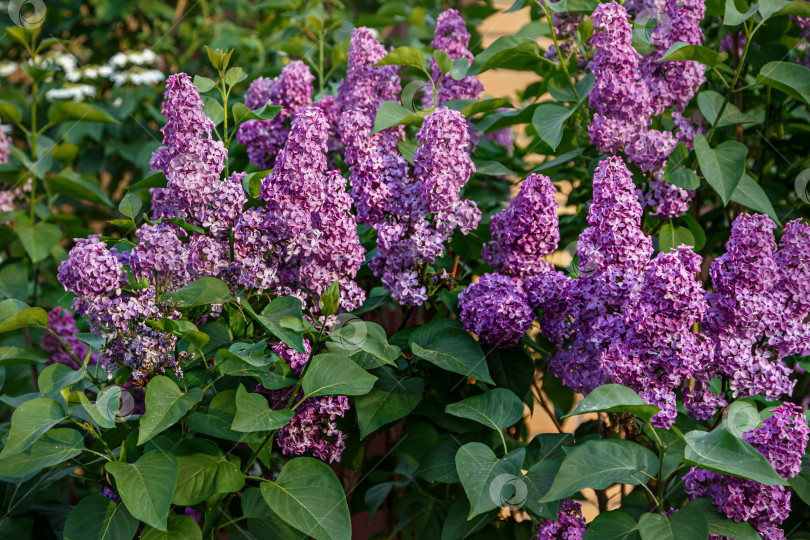 Скачать Сирень фотосток Ozero