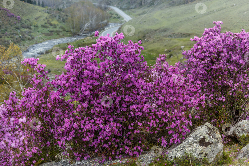 Скачать Цветение маральника фотосток Ozero