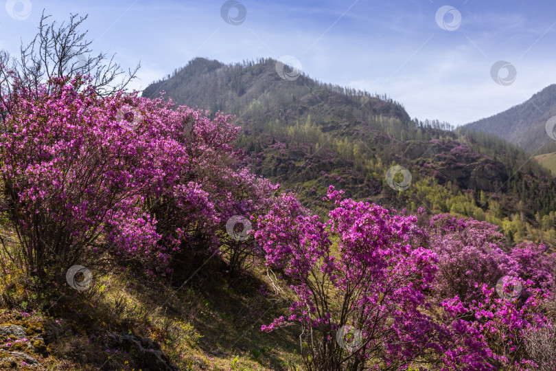 Скачать Цветение маральника фотосток Ozero