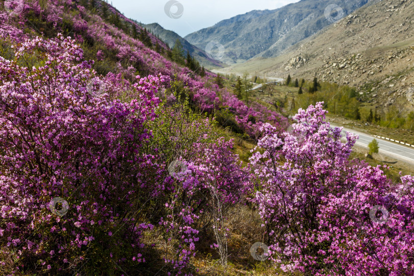 Скачать Маральник на Чуйском тракте фотосток Ozero