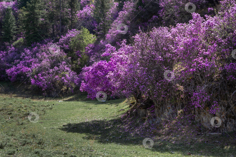 Скачать Горные склоны маральника фотосток Ozero
