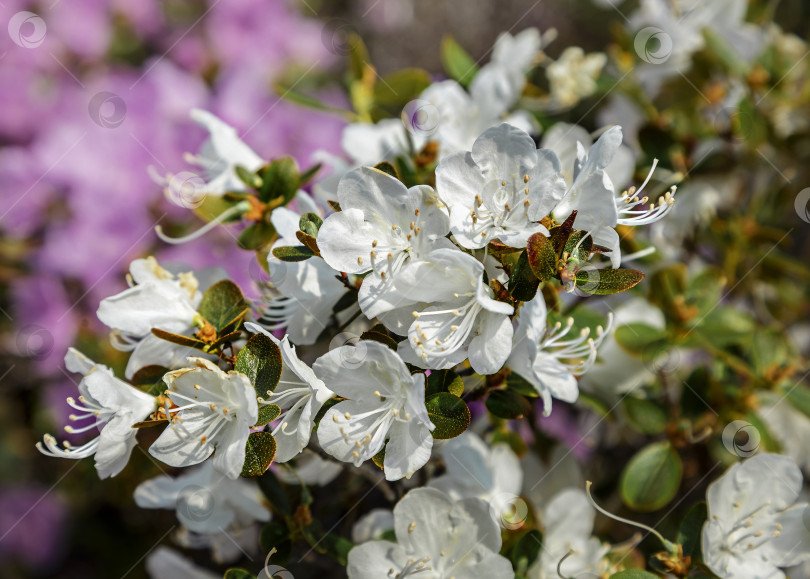 Скачать Маральник альбинос фотосток Ozero