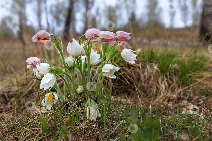 Скачать Нежный прострел на лесной поляне фотосток Ozero