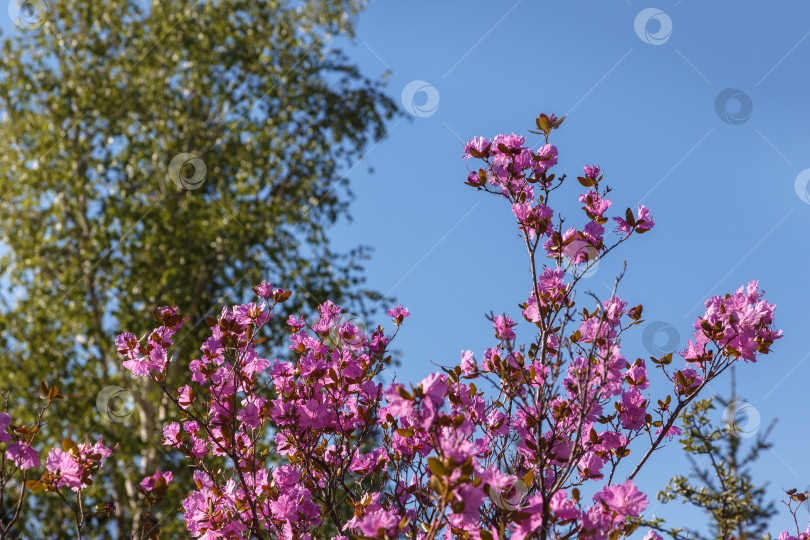 Скачать Маральник, рододендрон Алтая фотосток Ozero