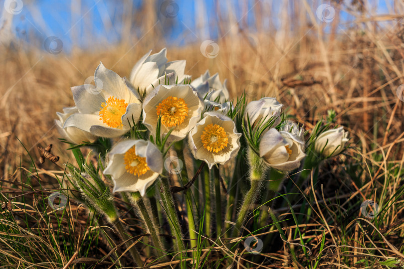Скачать Крупный план сон-травы фотосток Ozero