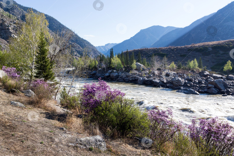 Скачать Ильгуменские пороги Катуни фотосток Ozero