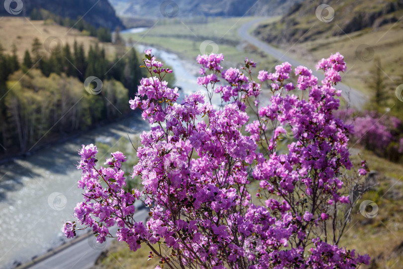 Скачать Весна на Алтае фотосток Ozero