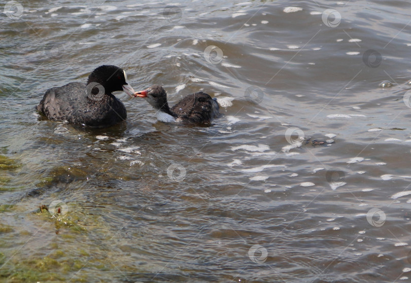 Скачать Австралийская лысуха (common coot, Fulica atra) кормит семью. Родители кормят молодняк птицы. Взаимодействие взрослой австралийской лысухи и птенца. Концепция материнства, заботы и любви фотосток Ozero