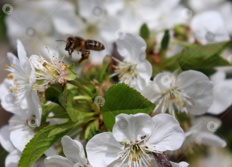 Скачать Макросъемка полета пчелы, опыляющей белые цветущие цветы вишни. Пчела (Apis Mellifera) ищет нектар на цветущем фруктовом дереве. Крупный план, детали, размытый фон в стиле боке. Мягкий селективный фокус. фотосток Ozero