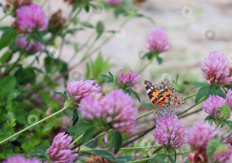 Скачать Оранжевая желтоногая черепаховая бабочка (Nymphalis xanthomelas), питающаяся цветком клевера. Вид сбоку. Видны глаза, хоботок и усики. Опыление. Макро, крупный план, объемная копия. фотосток Ozero