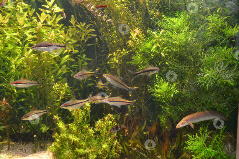 Скачать Аквариум с рыбками и зелеными растениями фотосток Ozero