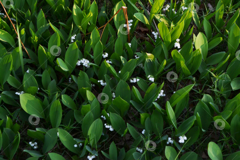 Скачать Ландыши цветут фотосток Ozero