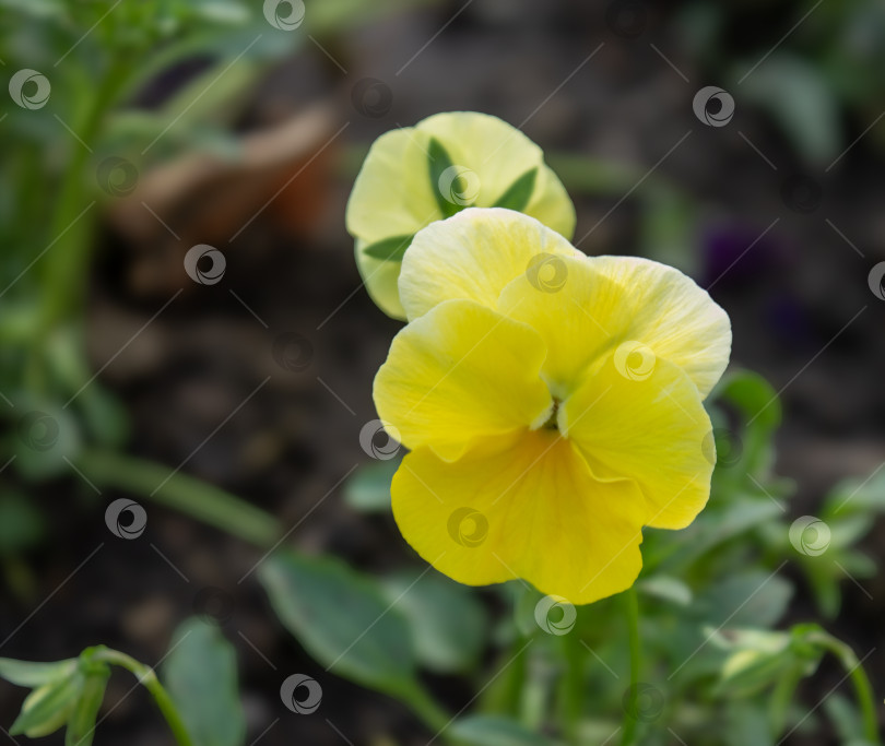 Скачать Крупный план желтого цветка анютиных глазок, распускающегося в саду. Яркие лепестки выделяются на размытом фоне зеленых листьев и почвы. Весенняя цветочная макросъемка. фотосток Ozero
