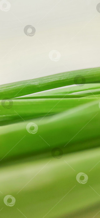 Скачать Абстрактный крупный план зеленых листьев с мягким фокусом и плавными линиями. Естественный фон в стиле минимализма подходит для экодизайна, концепций оздоровления, брендинга, баннеров, плакатов и фонов. фотосток Ozero