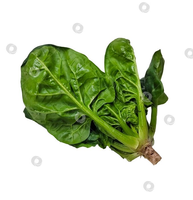 Скачать Пучок свежего шпината с корнеплодами на белом фоне. Натуральный листовой овощ и полезный пищевой ингредиент, подходящий для приготовления блюд, салатов, органического земледелия, диетологии и дизайна продуктов питания. фотосток Ozero