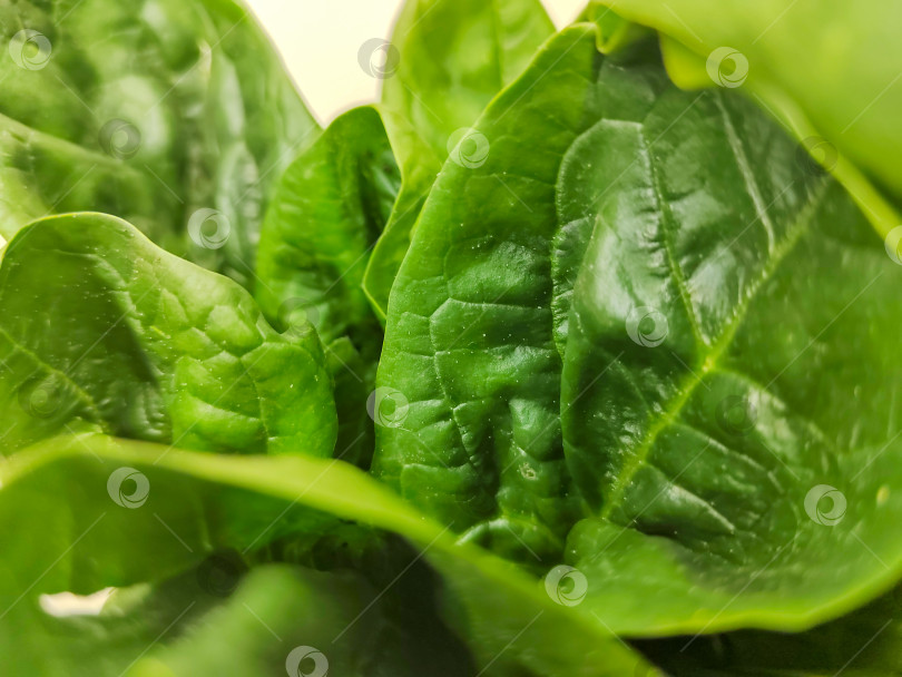 Скачать Крупный план свежих листьев шпината насыщенного зеленого цвета и натуральной текстуры. Концепция здорового питания и овощных ингредиентов, подходящих для приготовления блюд, салатов, диетического питания, органических продуктов и фастфуда. фотосток Ozero