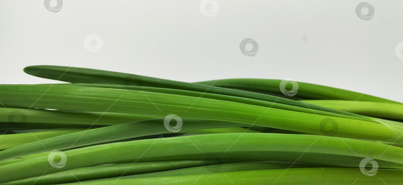 Скачать Крупный план листьев свежего зеленого лука, расположенных горизонтально на белом фоне. Концепция натуральных продуктов и овощей, подходящая для здорового питания, кулинарии, использования органических продуктов, диетического питания и фуд-фонов. фотосток Ozero