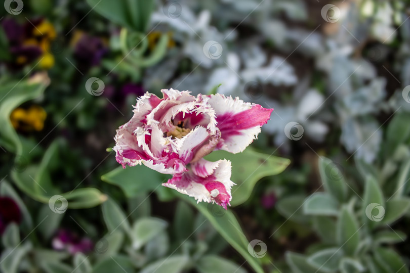 Скачать Крупный план частично раскрывшегося бахромчатого тюльпана с розовыми и белыми лепестками, растущего в весеннем саду. Естественное освещение и небольшая глубина резкости создают мягкий ботанический фон, подходящий для сезонного и цветочного дизайна. фотосток Ozero