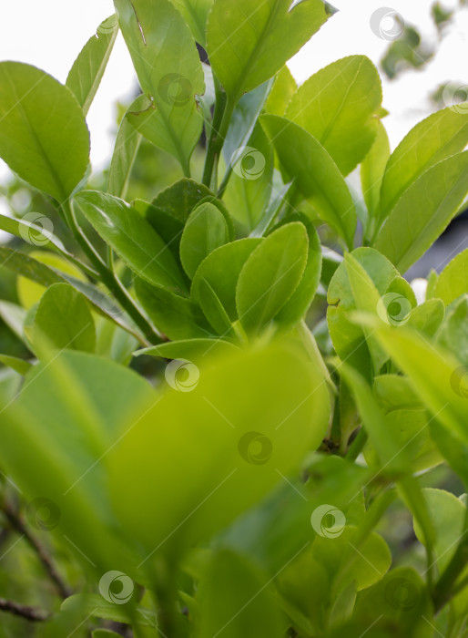 Скачать Крупный план свежих зеленых листьев, растущих в весеннем саду. Естественное освещение и небольшая глубина резкости создают мягкий органичный фон, подходящий для экодизайна, природных концепций, оздоровительных тем и сезонных визуальных эффектов. фотосток Ozero