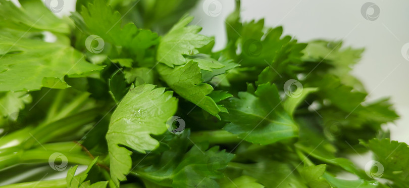 Скачать Крупный план свежих листьев петрушки яркого зеленого цвета и натуральной текстуры. Концепция пищевых ингредиентов и трав, подходящих для приготовления пищи, здорового питания, производства органических продуктов и фастфуда. фотосток Ozero