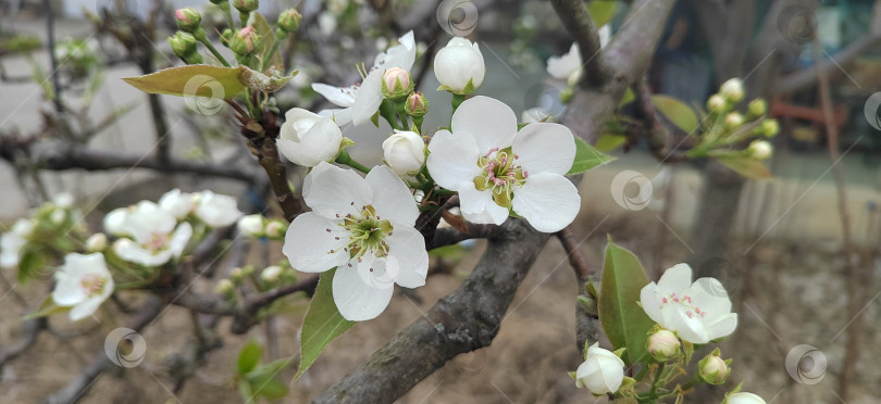 Скачать Цветение белой груши и бутоны на ветвях в весеннем саду. Естественная сцена сада с небольшой глубиной резкости, символ цветения, опыления и нового сезона. фотосток Ozero