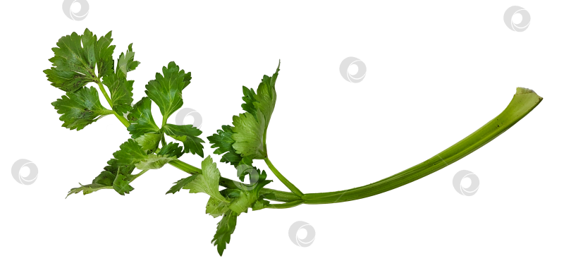 Скачать Одиночный стебель петрушки со свежими зелеными листьями на белом фоне. Концепция натуральных трав и пищевых ингредиентов, подходящих для приготовления пищи, здорового питания, органических продуктов, рецептов и дизайна блюд. фотосток Ozero