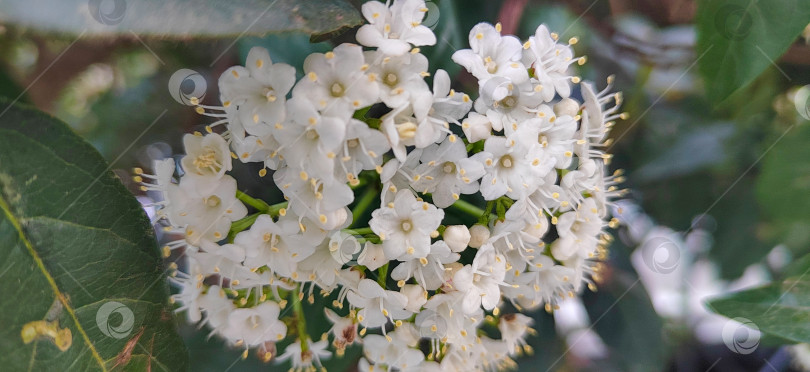 Скачать Крупный план нежных белых цветов калины, распускающихся весной на ветке. Естественный цветочный фон с мягким боке - символ свежести, чистоты и сезонного обновления. фотосток Ozero