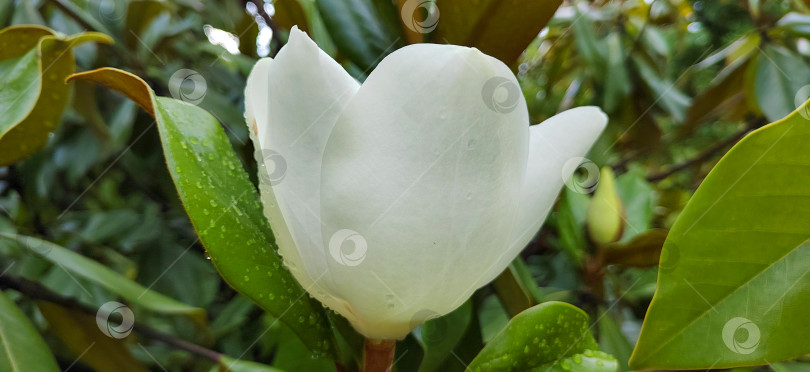 Скачать Крупный план белого цветка магнолии, окруженного зелеными листьями с каплями воды. Естественное весеннее цветение, символизирующее чистоту, свежесть, спокойствие и красоту растений. фотосток Ozero