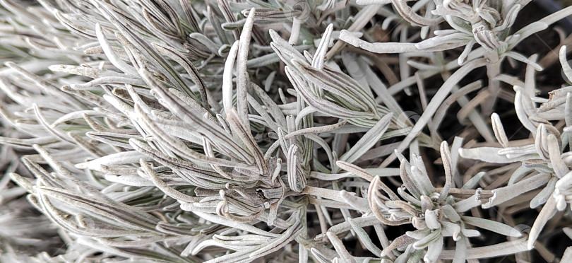 Скачать Крупный план листьев лаванды с мягкой серебристой текстурой. Натуральный растительный фон с мелкими деталями, символ ароматерапии, хорошего самочувствия и средиземноморской природы. фотосток Ozero