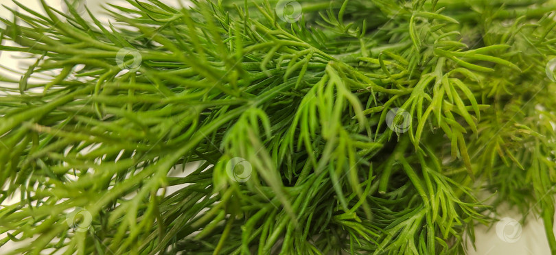 Скачать Крупный план свежих листьев укропа с насыщенным зеленым цветом и детализированной текстурой. Концепция натуральных трав и пищевых ингредиентов, подходящих для приготовления пищи, здорового питания, органических продуктов и фастфуда. фотосток Ozero