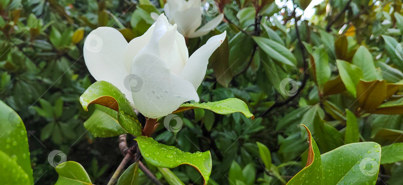 Скачать Крупный план белого цветка магнолии с каплями дождя на свежих зеленых листьях. Естественная весенняя сцена, символизирующая чистоту, спокойствие, свежесть и ботаническую элегантность. фотосток Ozero