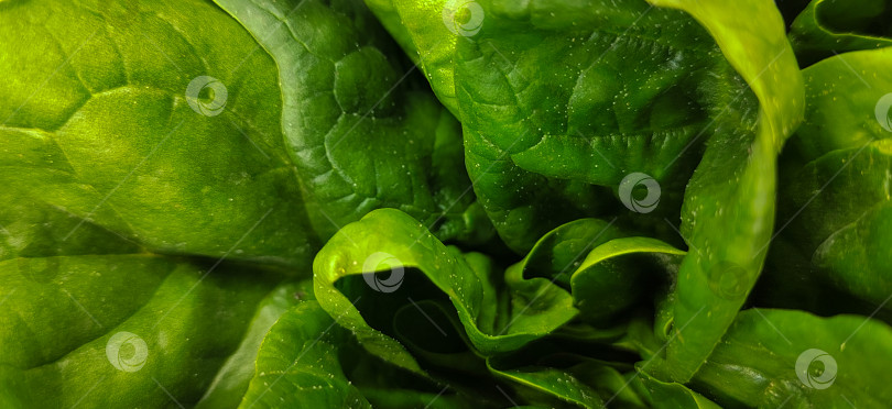 Скачать Крупным планом текстура свежих листьев шпината насыщенного зеленого цвета с естественными складками. Органический растительный фон, подходящий для концепций здорового питания, диетического дизайна, эко-тематики и фуд-фонов. фотосток Ozero