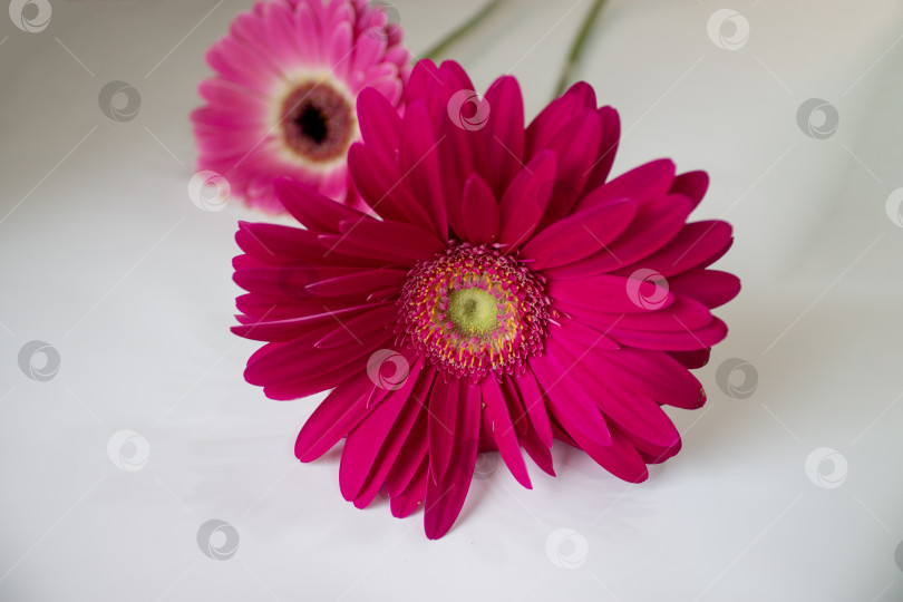 Скачать Два розовых цветка герберы, выделяющихся на белом фоне. Вид спереди крупным планом с детализированными лепестками и контрастными серединками, подходит для цветочного дизайна, поздравительных открыток, весенних тематик, торжеств, романтических концепций и декоративных композиций. фотосток Ozero