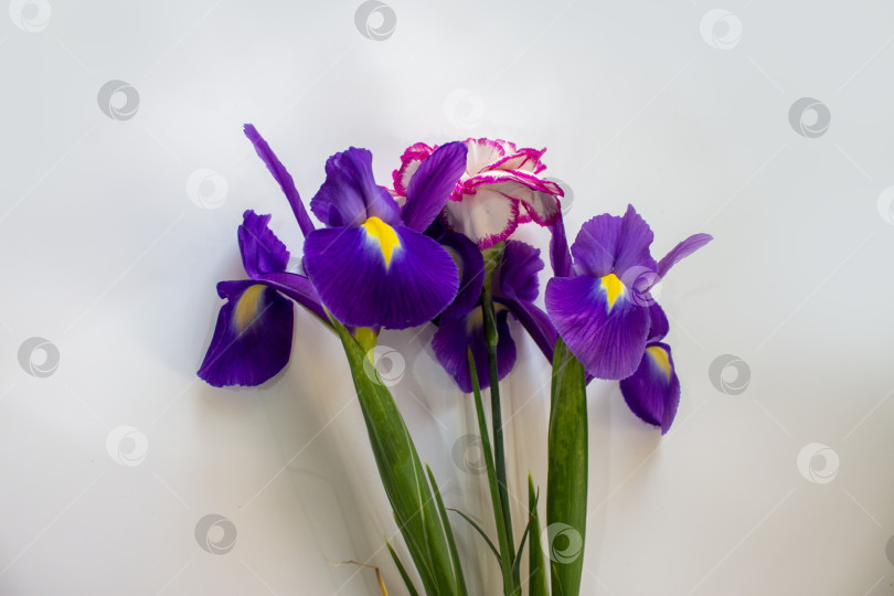 Скачать Букет из фиолетовых цветов ириса с ярко-желтой серединкой и гвоздики, выделяющихся на белом фоне. Цветочная композиция подходит для поздравительных открыток, приглашений, торжеств и декоративных дизайнерских проектов. фотосток Ozero