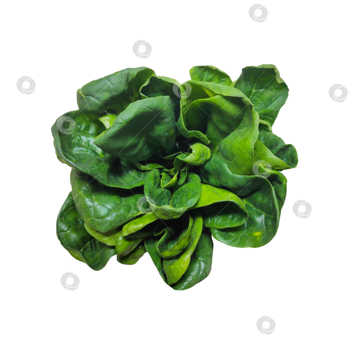 Скачать Вид сверху на свежие листья шпината, выделенные на белом фоне. Натуральный листовой овощ и полезный пищевой ингредиент, подходящий для приготовления блюд, салатов, диетического питания, органических продуктов и оформления блюд. фотосток Ozero