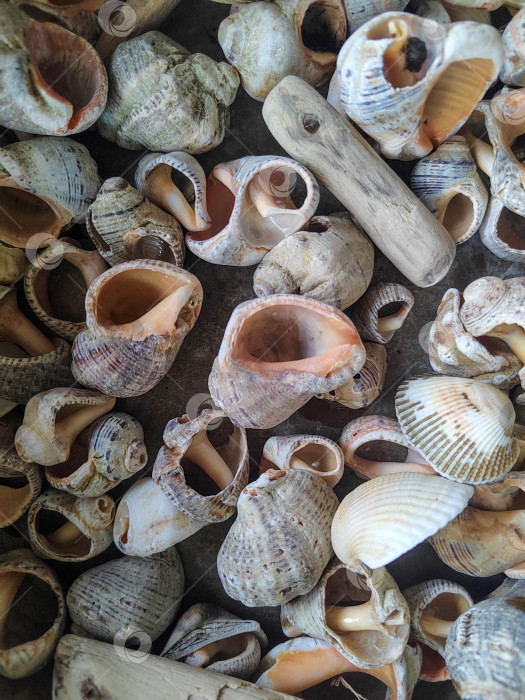 Скачать Вид сверху на разнообразные морские раковины и коряги, образующие естественный морской фон. Органичная прибрежная текстура, подходящая для летнего дизайна, пляжной тематики, концепций путешествий и декоративных фонов. фотосток Ozero