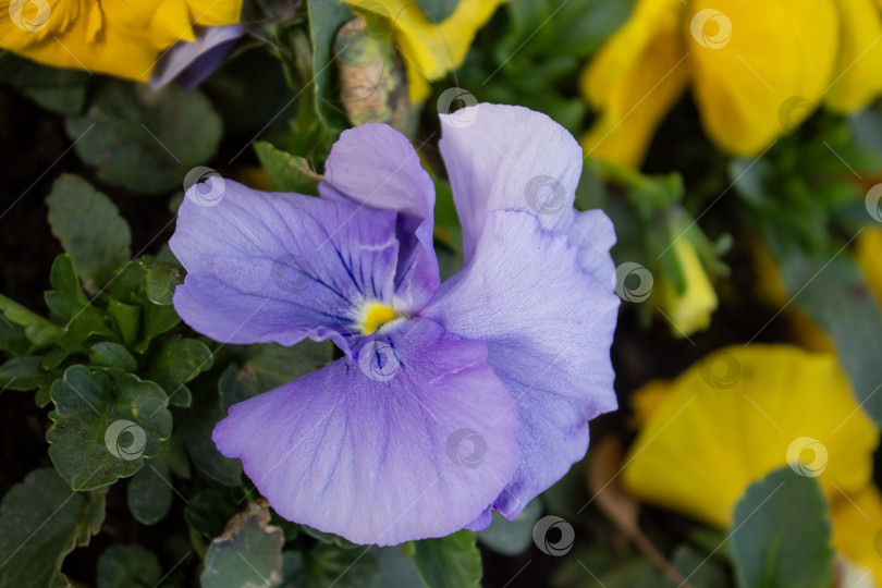 Скачать Фотография крупным планом фиолетовых анютиных глазок, растущих в весеннем саду. Естественная цветочная сцена на открытом воздухе с зелеными листьями, мягким освещением и небольшой глубиной резкости. фотосток Ozero