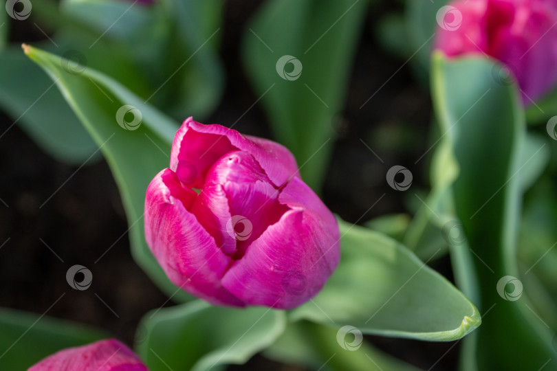 Скачать Фотография крупным планом бутона розового тюльпана, растущего в весеннем саду. Естественная цветочная сцена на открытом воздухе с зелеными листьями, мягким фокусом и небольшой глубиной резкости. фотосток Ozero