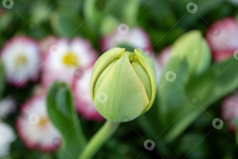 Скачать Крупный план зеленого бутона тюльпана перед распусканием в весеннем саду. Свежее растение с мягким размытым цветочным фоном, подходящее для природных и сезонных сюжетов. фотосток Ozero