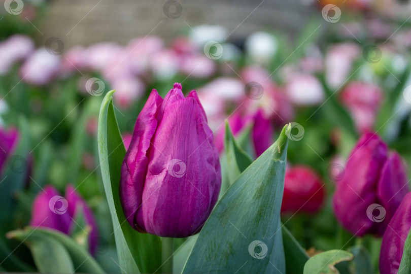 Скачать Крупный план бутона фиолетового тюльпана, растущего в весеннем саду. Свежий цветок с зелеными листьями и мягким размытым цветочным фоном, подходящий для весенних, природных и сезонных дизайнерских концепций. фотосток Ozero