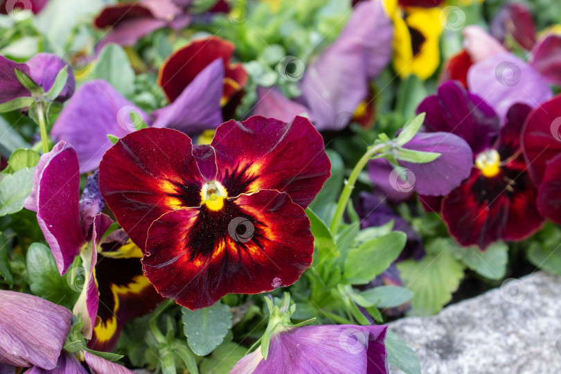 Скачать Крупный план цветущих красных анютиных глазок с темно-желтыми серединками в весеннем саду. Естественное освещение, хорошо заметные зеленые листья и мягкий фон с почвой и другими цветами. фотосток Ozero