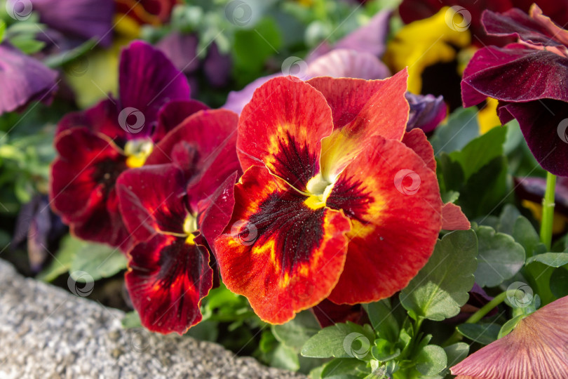 Скачать Крупный план цветущих красных анютиных глазок с темно-желтыми серединками в весеннем саду. Естественное освещение, хорошо заметные зеленые листья и мягкий фон с почвой и другими цветами. фотосток Ozero