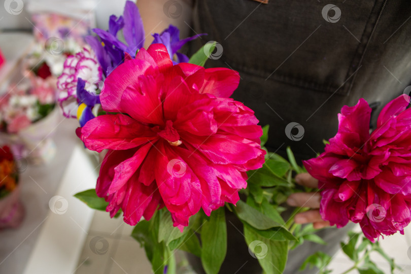 Скачать Крупный план букета из ярко-розовых пионов в руках флориста. Свежие пышные цветы с зелеными листьями, подходящие для рекламных акций цветочных магазинов, подарков, торжеств, свадеб и проектов по дизайну образа жизни. фотосток Ozero